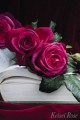 Goethe_Rose_0977-004